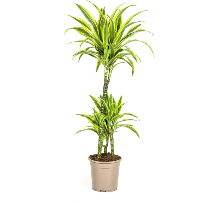 Afbeelding van Plantenboetiek.nl Dracaena Deremensis Lemon Lime Ø21cm 100cm hoog Kamerplant Groenblijvend