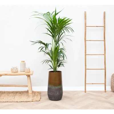 Afbeelding van Combi deal Kentia Palm inclusief Vaas Elisa 170cm