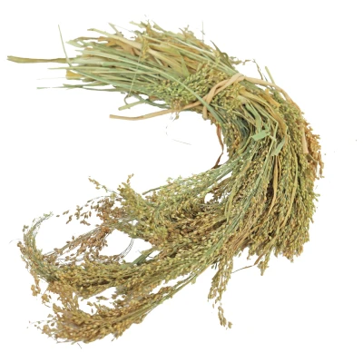 Afbeelding van Jr Farm Parel Gierst Vogelvoer 5.5 x 14 30 cm 100 g