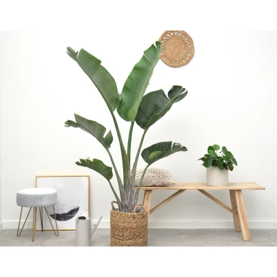 Afbeelding van Strelitzia Augusta 180cm ⌀30