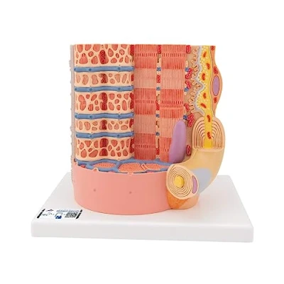 Afbeelding van 3B MICROanatomy, Spiervezelmodel, 10.000 keer vergroot