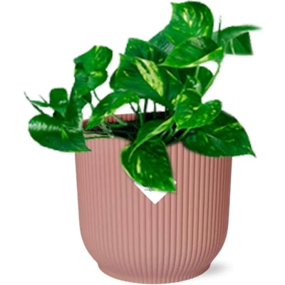 Afbeelding van Plantenboetiek.nl Epipremnum Pinnatum ‘Aureum’ in ELHO Vibes Fold roze Kamerplant Hoogte 20cm Potmaat 14cm