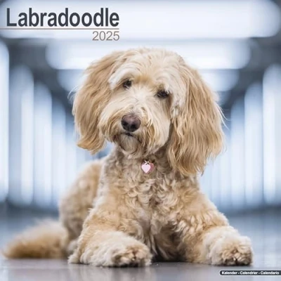 Afbeelding van Labradoodle Kalender 2025
