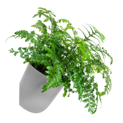 Afbeelding van QUVIO Wand bloempot plastic Grijs POPPY