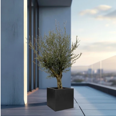 Afbeelding van Olijfboom Olea Europaea Lorc vertakt inclusief pot Block 225cm