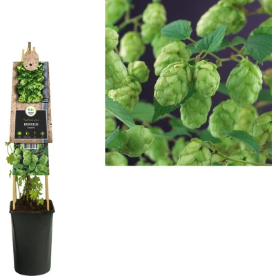 Afbeelding van Klimplant Humulus Lupulus Nordbrau (Hopplant)