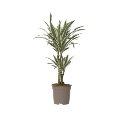 Afbeelding van Dracaena Deremensis White Stripe Pot 17cm Hoogte 60 70cm P17