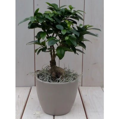 Afbeelding van Bonsai Ficus microcarpa taupe pot 30 cm Warentuin Natuurlijk