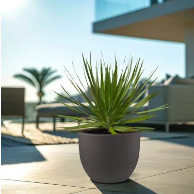Afbeelding van Dracaena Draco 70cm