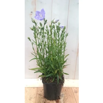 Afbeelding van Campanula staand blauw Warentuin natuurlijk