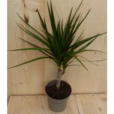 Afbeelding van Drakenbloedboom Dracaena Marginata Smal Blad 30 cm Warentuin Natuurlijk