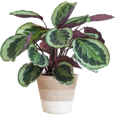 Afbeelding van Plantenboetiek.nl Calathea Medaillon met Lissabon mand wit Ø21cm 65cm hoog Kamerplant Groenblijvend
