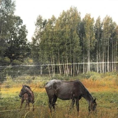 Afbeelding van Old Pride
