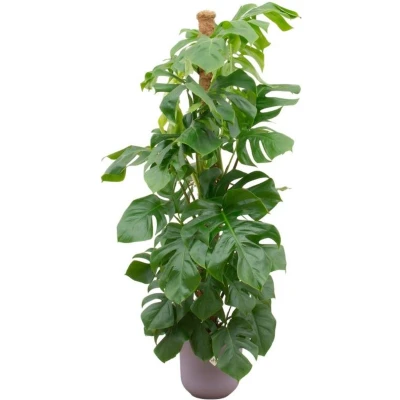 Afbeelding van Monstera Pertusum XL + elho Jazz Round