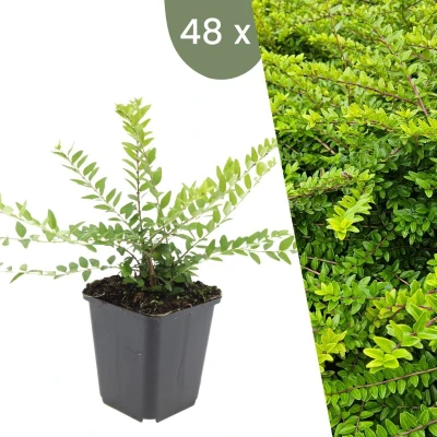 Afbeelding van Plants by Frank 48 Struikkamperfoelie planten Lonicera nitida &#039;Maigrün&#039; Winterharde bodembedekker tuinplanten vaste meerjarig
