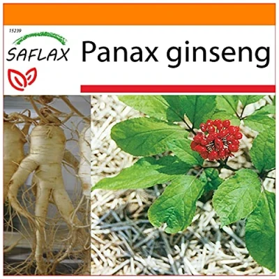 Afbeelding van SAFLAX Garden in the Bag Medicinale Planten Echte Koreaanse ginseng 10 Zaden Met substraat een passende staande zak Panax