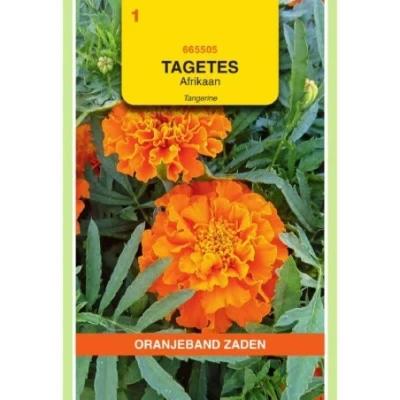 Afbeelding van Tagetes afrikaan tangerine