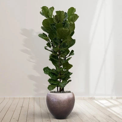 Afbeelding van Combideal Ficus Lyrata struik inclusief zelfwaterende pot Nora Matt Coffee M 200cm