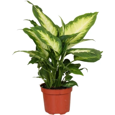 Afbeelding van Plantenboetiek.nl Dieffenbachia Camilla Kamerplant Hoogte 35cm Potmaat 12cm