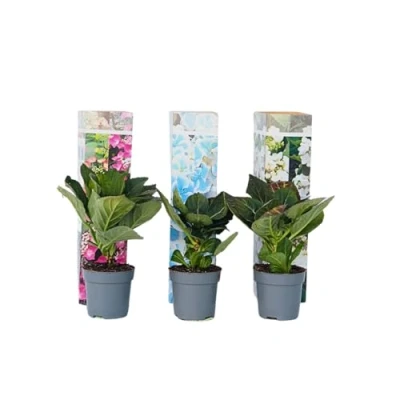 Afbeelding van Plant in a Box Mix van 3 Hortensia Teller Tuinhortensia Pot 9cm Hoogte 25 40cm