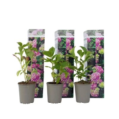 Afbeelding van Hydrangea macrophylla Roze Set van 3 Hortensia Pot 9cm Hoogte 25 40cm
