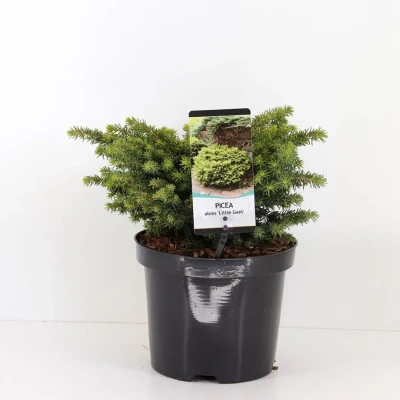 Afbeelding van Picea abies little gem Warentuin Natuurlijk