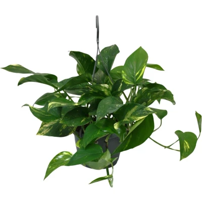 Afbeelding van Plantenboetiek.nl Scindapsus Epipremnum Kamerplant Hoogte 45cm Potmaat 15cm