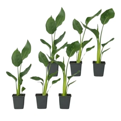 Afbeelding van Strelitzia Reginea Set van 6 Paradijsvogelbloem Pot 9cm Hoogte 25 40cm