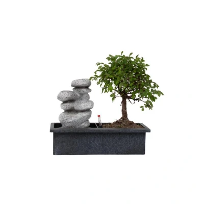 Afbeelding van Bonsai boom met Easy care watersysteem Zen stenen Hoogte 25 35cm