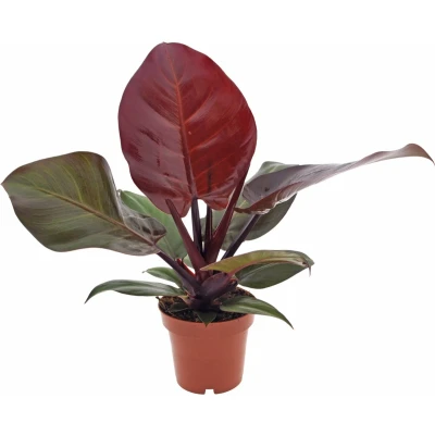 Afbeelding van Philodendron Sunlight 30cm excl. Keramieken pot