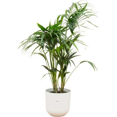 Afbeelding van Kentia palm + elho Jazz Round wit Ø23 130 cm