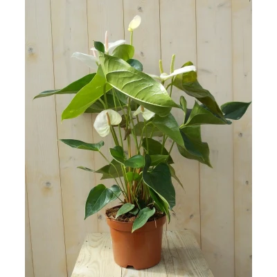 Afbeelding van Flamingoplant Anthurium wit 60 cm Warentuin Natuurlijk