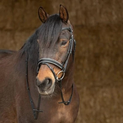 Afbeelding van Harry&#039;s Horse Hoofdstel Sparkle leder Full Zwart