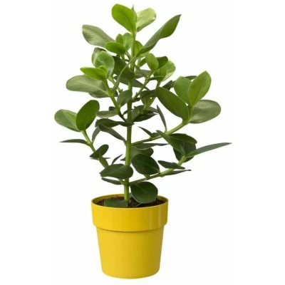 Afbeelding van B.for original rond 30 bloempot oker binnen dia. 29,5 x h 27,2 cm elho