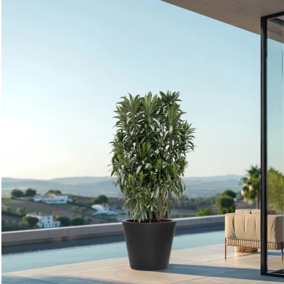 Afbeelding van Nerium Oleander struik 210cm