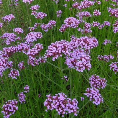 Afbeelding van IJzerhard Verbena Bonariensis