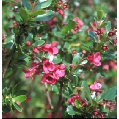 Afbeelding van 2 x Escallonia hybr. &#039;Donard Radiance&#039; 40 50 cm in pot