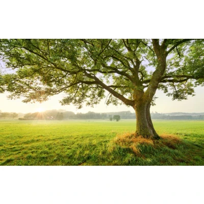 Afbeelding van Komar Vliesbehang The Magic Tree (9 stuks)