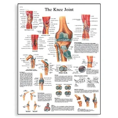 Afbeelding van 3B Scientific Menselijke Anatomie Kniegewricht Grafiek, Papieren Versie, VR1174UU