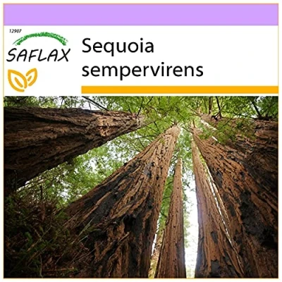 Afbeelding van SAFLAX Kustsequoia 50 Zaden Sequoia sempervirens