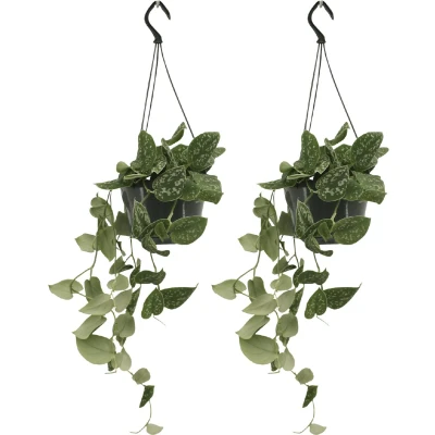 Afbeelding van Plantenboetiek.nl Scindapsus Pictus Epipremnum Kamerplant Hoogte 25cm Potmaat 15cm