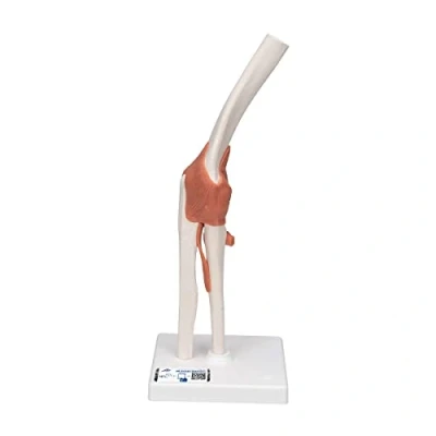 Afbeelding van 3B Scientific Smart Anatomy A83 Ellebooggewricht + gratis Anatomie App
