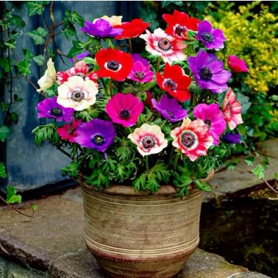 Afbeelding van Dutch Bulbs Anemonen De Caen Bloembollen 50 stuks Meerkleurig Bloem bollen Meerjarig Mix