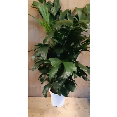Afbeelding van Caryota Zachte vinnetjespalm 70 cm hoog kamerplant Warentuin Natuurlijk