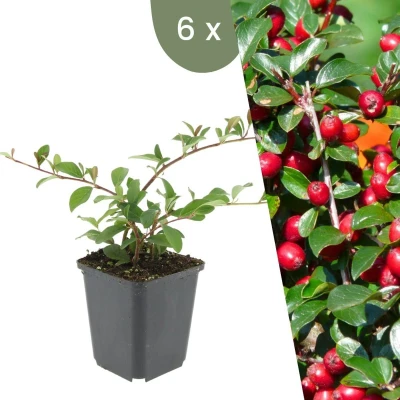 Afbeelding van Plants by Frank 6 Dwergmispel planten Cotoneaster dammeri Winterharde bodembedekker tuinplanten vaste meerjarig