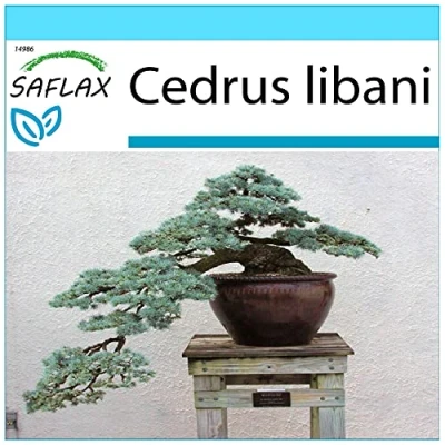 Afbeelding van SAFLAX Cadeauset Bonsai Libanonceder 20 Zaden Met geschenkdoos, kaart, etiket en potgrond Cedrus libani