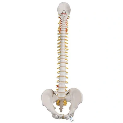 Afbeelding van 3B Scientific A58/1 Mini torso, klassieke flexibele wervelkolom + gratis anatomiesoftware slimme anatomie