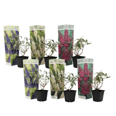 Afbeelding van Vlinderstruiken Mix van 6 Buddleja Tuinplanten Pot 9cm Hoogte 25 40cm