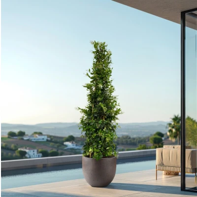 Afbeelding van Ligustrum Texano Pyramide 240cm