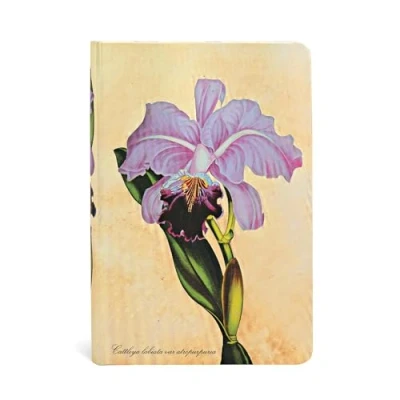 Afbeelding van PAINTED BOTANICALS BRAZILIAN ORCHID MINI